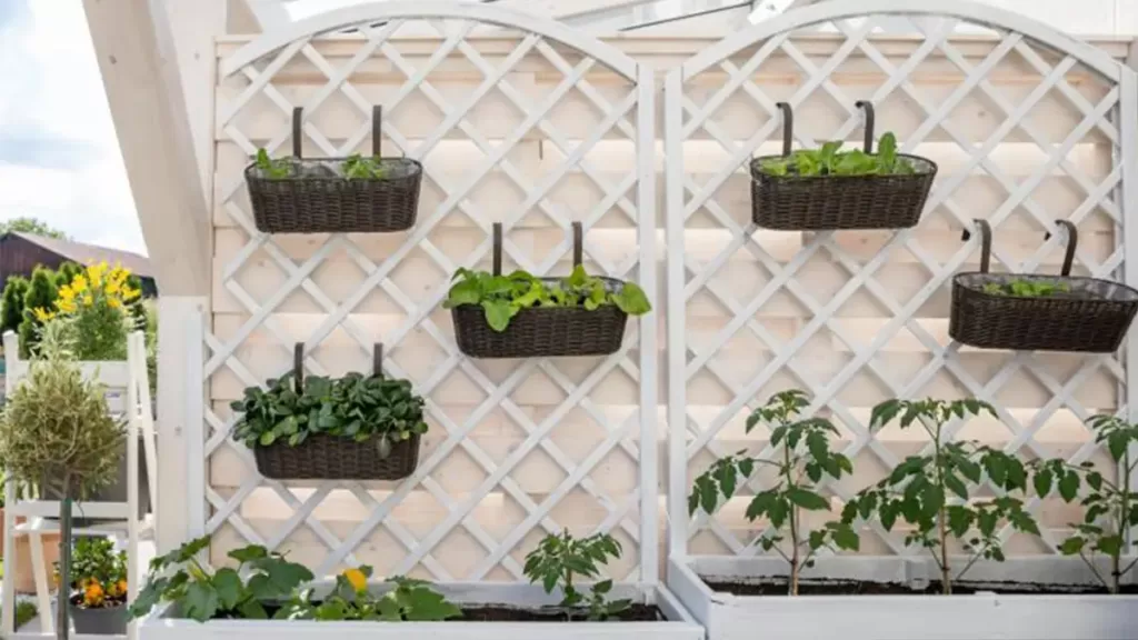 Growing-edible-plants-in-limited-space-1024x576