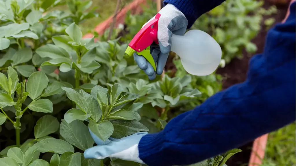 Pest-control-in-balcony-gardens-1024x576