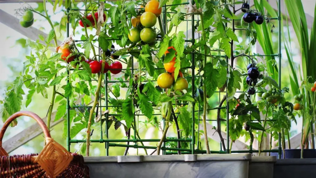 Vertical-gardening-for-vegetables